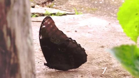 Morpho butterfly resting on sandy forest floor in Chapada dos Veadeiros Stock Footage 340326856