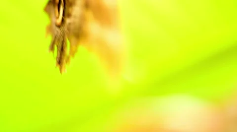 Morpho butterfly under a leaf Stock Footage 49025140