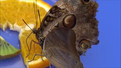 Morpho Peleides butterfly couple. Stock Footage 134207951