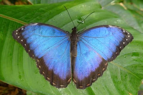 Morpho peleides butterfly Photos