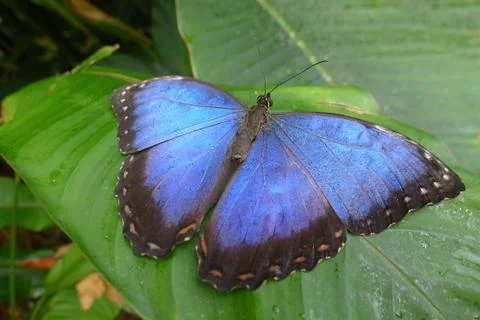 Morpho peleides butterfly Fotos de archivo