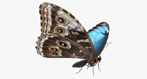 3D Butterfly Animation Models ~ Download a 3D Model | Pond5