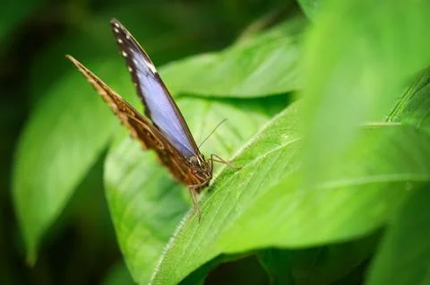 Morpho peleides from front. Macro detail of blue butterfly from front view Stock Photos