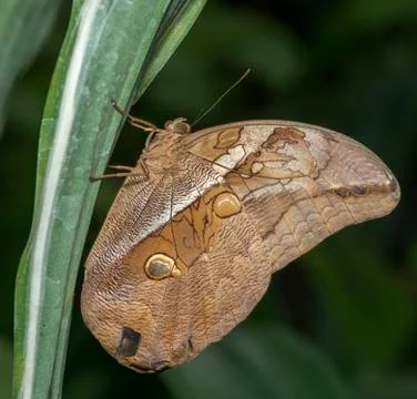 Morpho Stock Photos