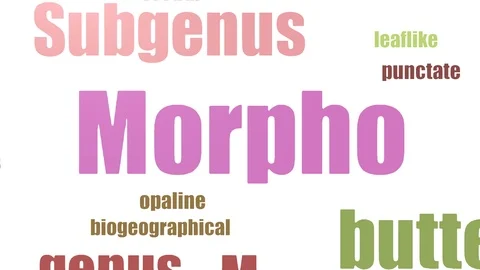 Morpho Tag Cloud Animated Isolated Stock Footage 103652637