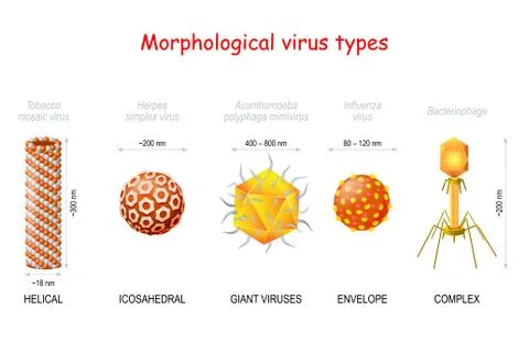 Morphological types and size of viruses. Illustrazione stock