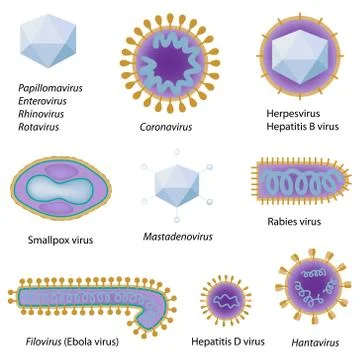 Morphology of common viruses Stock Illustration