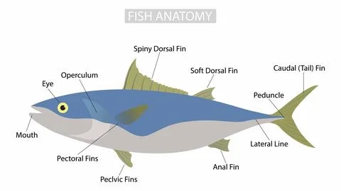 Morphology of fish, fish body is composed mainly of a large lateral muscle Stock Illustration