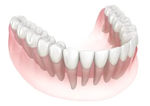 Morphology of human teeth. Medically accurate tooth 3D illustration Illustrazione stock