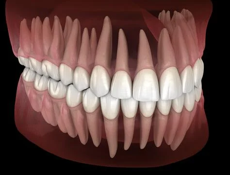 Morphology of human teeth. Medically accurate tooth 3D illustration Illustrazione stock