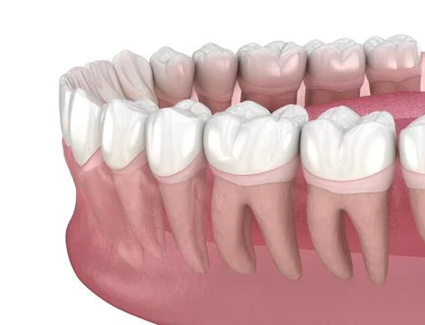 Morphology of human teeth. Medically accurate tooth 3D illustration Stock-Illustration