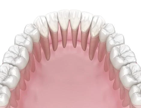 Morphology of human teeth. Medically accurate tooth 3D illustration Stock Illustration