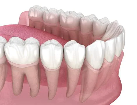 Morphology of human teeth. Medically accurate tooth 3D illustration Stock Illustration