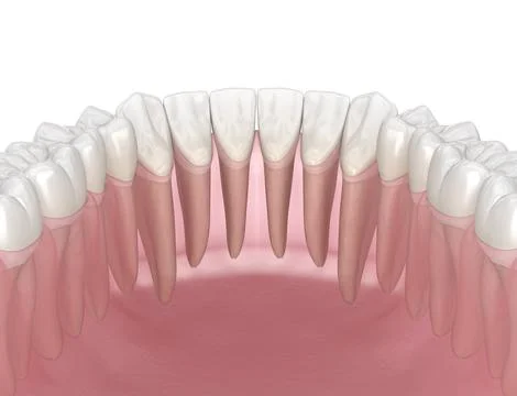 Morphology of human teeth. Medically accurate tooth 3D illustration Stock Illustration