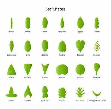 Morphology of Leaf, Leaves can have many different shapes, sizes and textures Stock Illustration