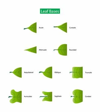 Morphology of Leaf, Leaves can have many different shapes, sizes and textures Stock Illustration