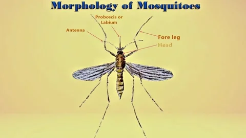 Morphology of  Mosquitoes Stock Footage 296881017