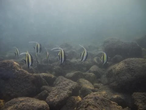 Morrish idol fish Stock Photos