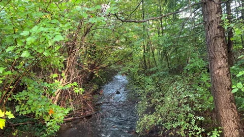 Morrison Creek 1 Stock Footage 287238628