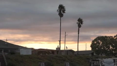 MORRO BAY, CA - DECEMBER 10, 2022 Silhouetted Palm Trees at Sunset Stock Footage 345146458