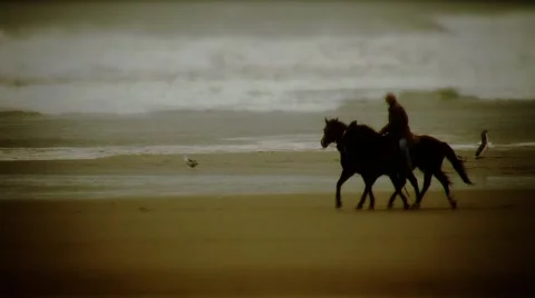 Morro Rock-horses1 Stock Footage 1050713