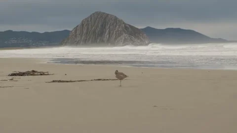 Morro Rock Landmark and Beach with Bird - Morro Bay, California Stock Footage 345146556