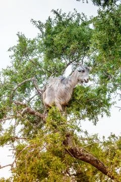 Morrocan goats in the field Stock Photos