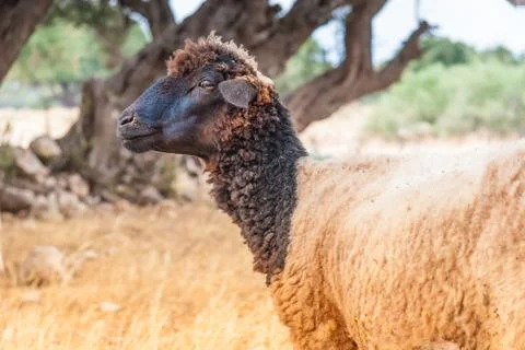 Morrocan sheep in the field Stock Photos