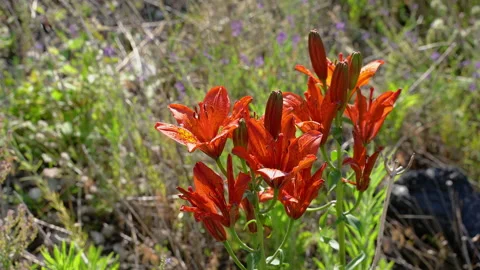 Morrone's red lily bloom Stock Footage 135066718