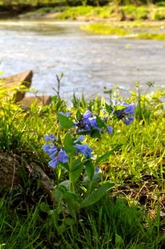 Morrows meadow Фото