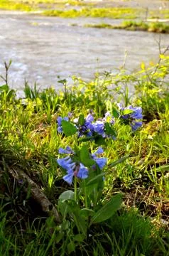 Morrows meadow 写真素材