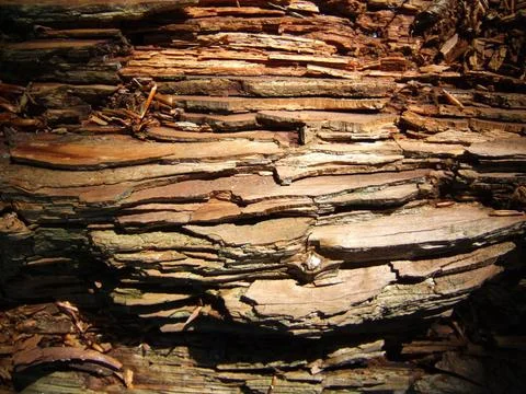  Morsches Holz, Baumstamm verrottet im Wald Copyright: xZoonar.com/PeterxH... Stock Photos