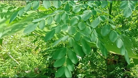 Morter leaves sway in the wind Stock Footage 217616757
