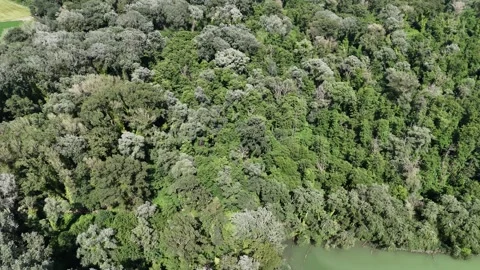 Mortine forest Stock Footage 276042771