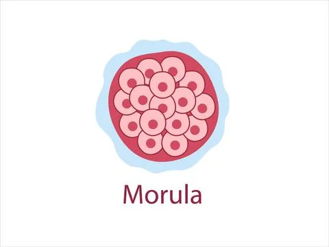 Morula Stock Illustration