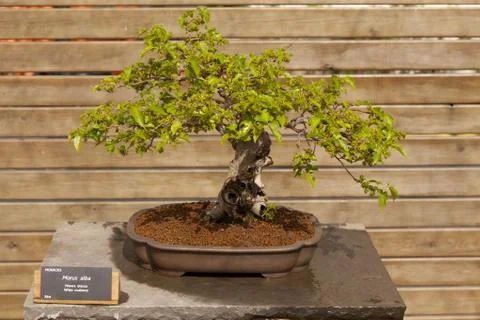 Morus alba Stock Photos