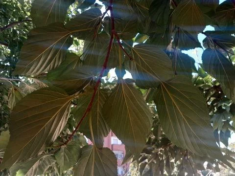 Morus alba tree leaves in branches with sun ray nature Stock Photos