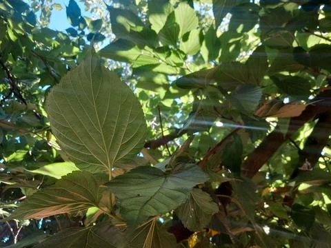 Morus alba tree leaves in branches with sun ray nature. Stock Photos