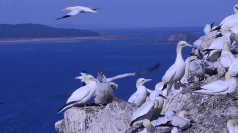 Morus bassanus gannet Stock Footage 34494101