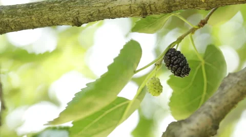 Morus nigra Stock Footage 54944587