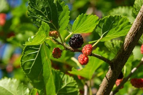 Morus nigra fruiting on a tree featuring ripe black and red berries alongsi.. Foto stock