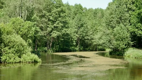 The morwennol hunts fish. Video stock 116791673