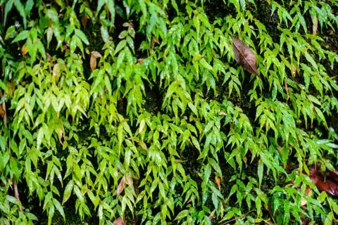 Mos in rainforest Stock Photos