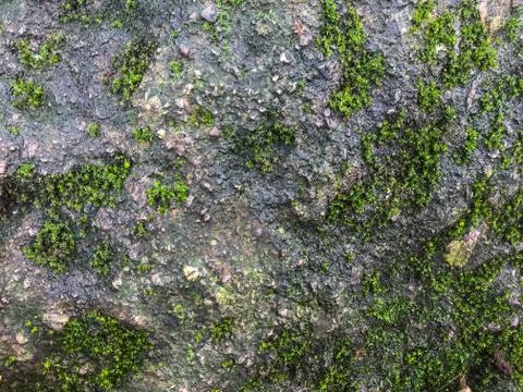 Mos on the rock Stock Photos