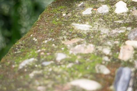 Mos textures background Stock Photos