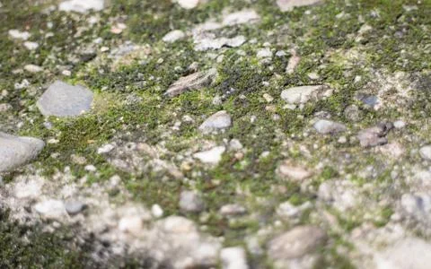 Mos textures background Stock Photos