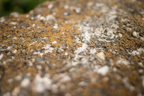 Mos textures background Stock Photos