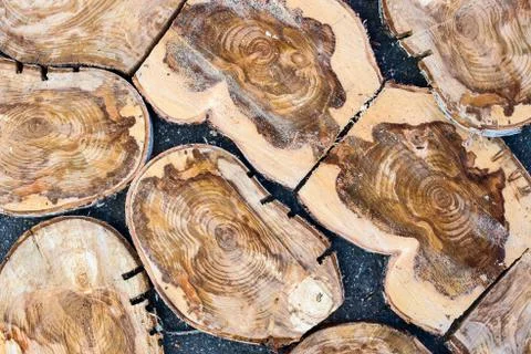 Mosaic of circular cross-section of a tree. Stock Photos