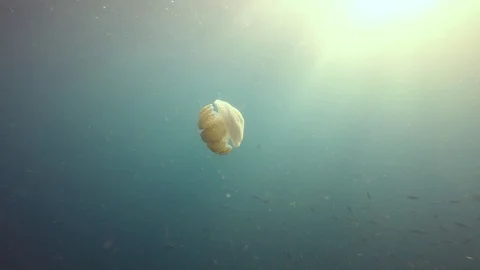 Mosaic Jellyfish Stock Footage 99042789