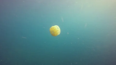 Mosaic Jellyfish Stock Footage 99042803